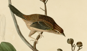 Audubon_Bachman'sSparrow