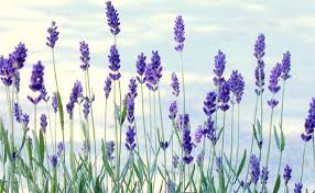 lavender flowers