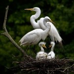 egrets
