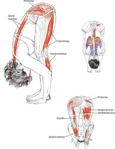 forward-fold